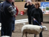 Bäst in Show