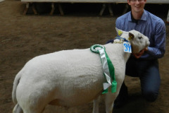 Auktion 2012