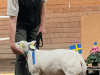 BIR AG Texel