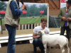 Helander Texel 2017