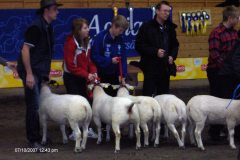 Auktion 2007