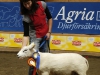 Best in Show Ammerdalen E d W