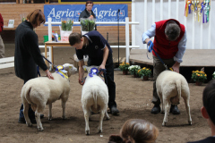 Auktion 2011