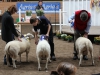 1a Hulebäcksröd 2a Möllers-Texel 3a Hullebäcksröd