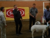 Best In Show J-lunds Neptun 2a AG TEXEL