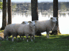 sommarbilder10