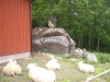 sommarbilder11