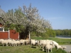 sommarbilder12