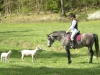 sommarbilder2