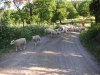 sommarbilder3