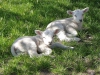sommarbilder4