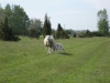 sommarbilder6