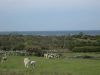 sommarbilder7