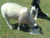 sommarbilder8