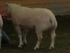 Best in Show Sporups-Paul