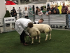 Clas och Jens Möller Mila 2019