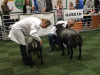 Poel Texel Mila 2019