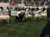 Mila 2019  Best in Show