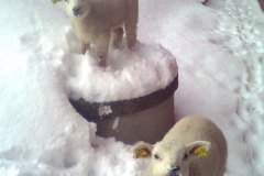 Vinter
